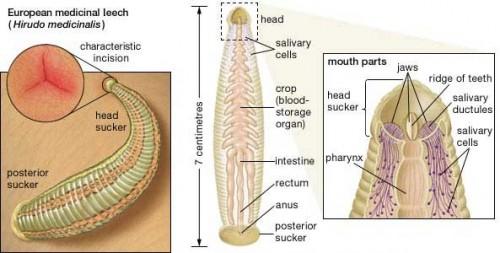 europejska-pijawka_lekarska_thumb_medium500_0