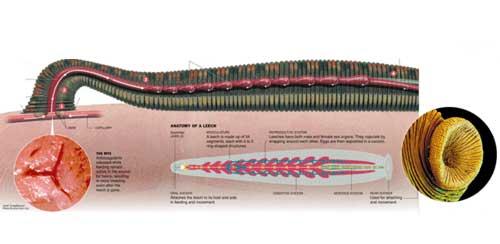 pijawka_lekarska_pet