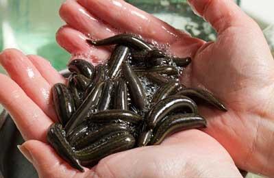 pijawki_lekarskie_lagodne