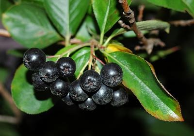090903_aronia