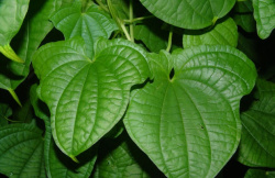 pochrzyn_sansibarensis_main