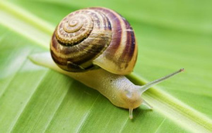 snail.jpg