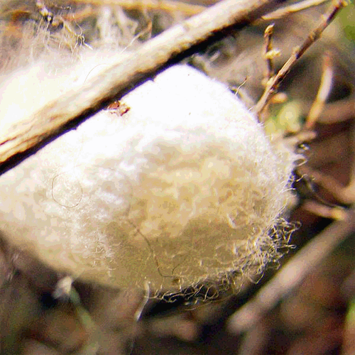 110620_kokon_jedwabnika