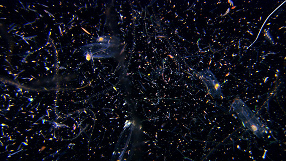 plankton-img-lge003