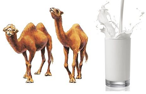 camel milk