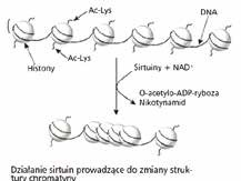 Rys. 1 Działanie sirtuin prowadzące do zmiany struktury chromatyny