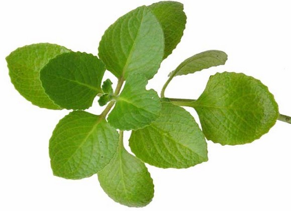 dob_oregano