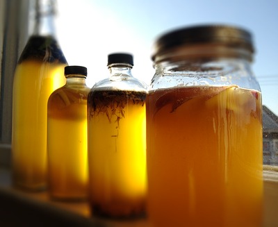 kombucha1