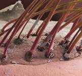 Fot. 3 Nużeniec ludzki. Widok umiejscowienia pasożyta na powierzchni skór Źródło [I]