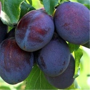 Dobrodziejstwo polskich śliwek, dlaczego warto je jeść