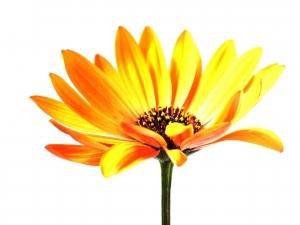 Kosmetyki naturalne – dla zdrowia i urody