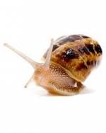 Śluz ślimaka poprawia urodę