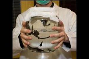 Pijawki dla naszego zdrowia