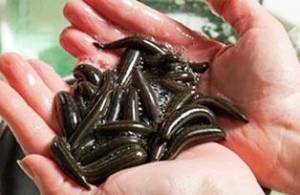 Informacje o pijawkach