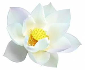 Marka LAKSHMI – bogini wśród naturalnych kosmetyków