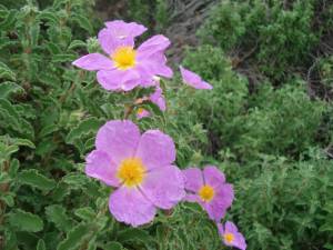 CZYSTEK - ingredient o niecodziennych właściwościach