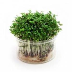 RZEŻUCHA NIE TYLKO JAKO DEKORACJA NA WIELKANOC