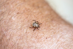 Po co matka natura wymyśliła kleszcze?